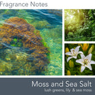 Fragrance_Notes_Moss&SeaSalt