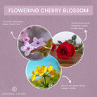 Fragrance_Notes_FloweringCherryBlossom_candle